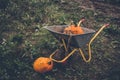 Pumkin harvest with a wheelbarrow Royalty Free Stock Photo