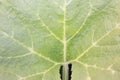 Pumkin leaf abstruct hd