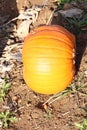 Pumkin patch on farm land.family fun halloween carvings Royalty Free Stock Photo