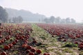 Pumkin patch on farm land.family fun halloween carvings Royalty Free Stock Photo