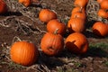 Pumkin patch on farm land.family fun halloween carvings Royalty Free Stock Photo