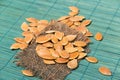 Pumkin seeds pile Royalty Free Stock Photo
