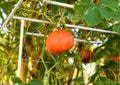 Pumkin vegetable hanging on a branch as a autumn harvest Royalty Free Stock Photo