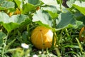 Pumking growing in the garden Royalty Free Stock Photo