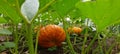 Pumking growing naturally Royalty Free Stock Photo