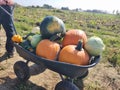 Pumkins, squash and cabbage autumn harvest in wheelbarrow fall season in field. October crop. Royalty Free Stock Photo