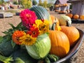 Pumkins, zinnias flowers, squash and cabbage autumn harvest in wheelbarrow fall season in farm. October crop. Royalty Free Stock Photo