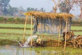 Pump ground water for field rice