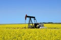 Pump jack in canola field Royalty Free Stock Photo