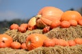 Pumpkin Royalty Free Stock Photo