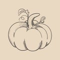 Pumpkin drwaing design vector