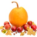 Pumpkin, apples and hazel isolated on white Royalty Free Stock Photo