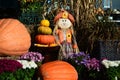 Pumpkin art at the market. Royalty Free Stock Photo