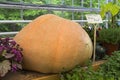 Pumpkin of the Atlantic Giant variety