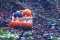 Pumpkin, autumn, halloween, orange, fall, harvest, vegetable, pumpkins, thanksgiving, farm, food, pumpkin patch, season, holiday,