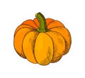 Pumpkin Autumn Harvesting Season Isolated Vector