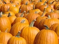 Pumpkin Background Royalty Free Stock Photo