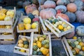 Pumpkin background. autumn harvest. happy halloween. colorful gourd vegetables. boxes on market