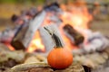 Pumpkin on background of bonfire on halloween celebrations party in forest