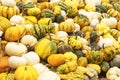 Pumpkin background made of bright orange, yellow, stripped, white pumpkins lay in heap outside in market. Royalty Free Stock Photo