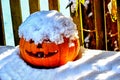 Pumpkin in the Backyard