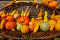 Pumpkin basket, different types and shapes