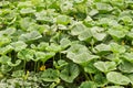 Pumpkin bed. haulm