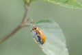 Pumpkin beentle Cucurbit Leaf Beetle , Yellow Squash Beetle ,Aulacophora indica Gmelin, 1790 .Make eye contact with the camera