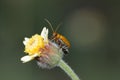 Pumpkin beetle, Cucurbit beetle, Squash beetle A small orange insect on a white flower