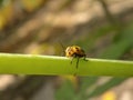 the pumpkin beetles Leaf beetles infest the stems of green leaves,Chrysomelidae,leaves beetle Royalty Free Stock Photo