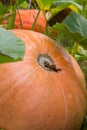 Pumpkin being grown