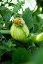 Pumpkin being grown