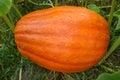 Pumpkin being grown