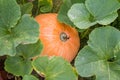 Pumpkin being grown