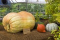 Pumpkin of the Big Max variety