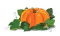 Pumpkin. A big ripe pumpkin green pumpkin leaves