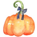 Pumpkin with black bow watercolor for decoration on Halloween.
