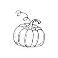 pumpkin black and white outline vector seasonal decor