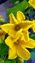 Pumpkin blooms. Yellow pumpkin inflorescences close-up