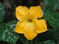 A pumpkin blossom on Bequia Royalty Free Stock Photo