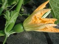 Pumpkin blossom on the vine Royalty Free Stock Photo