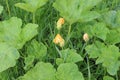 Pumpkin blossoms in the garden. Royalty Free Stock Photo