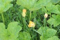 Pumpkin blossoms in the garden. Royalty Free Stock Photo