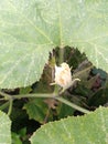 pumpkin blossoms hiding behind the leaves Royalty Free Stock Photo