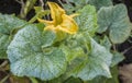 The first frost in the garden with a pumpkin Royalty Free Stock Photo