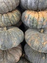 Pumpkin Brilliant Gold Varieties