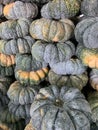 Pumpkin Brilliant Gold Varieties