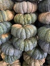 Pumpkin Brilliant Gold Varieties