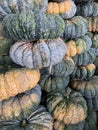 Pumpkin Brilliant Gold Varieties