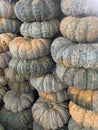 Pumpkin Brilliant Gold Varieties